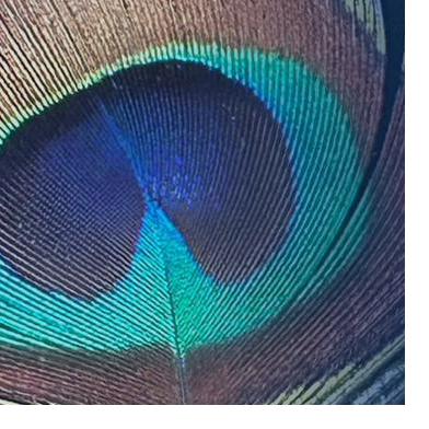A peacock feather, the brand motif for executive alignment